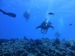 Hawaii Scuba divng 26