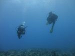 Hawaii Scuba divng 37