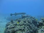 Hawaii Scuba divng 51