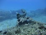 Hawaii Scuba divng 51