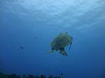 Hawaii Scuba divng 56