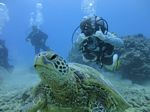 Hawaii Scuba divng 56