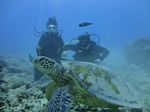 Hawaii Scuba divng 57