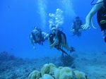 Hawaii Scuba divng 33