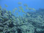 Hawaii Scuba divng 14