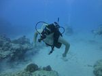 Hawaii Scuba divng 17