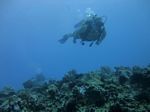 Hawaii Scuba divng 20