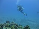Hawaii Scuba divng 26