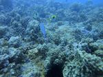 Hawaii Scuba divng 27