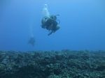 Hawaii Scuba divng 28