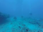 Hawaii Scuba divng 32