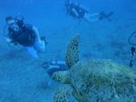 Oahu scuba 86