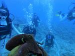 Oahu scuba 02