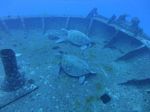 Hawaii Scuba divng 11