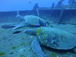 Hawaii Scuba divng 12