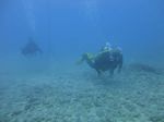 Hawaii Scuba divng 59