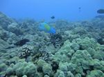 Hawaii Scuba divng 89