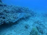 Hawaii Scuba divng 41