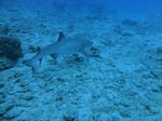 Hawaii Scuba divng 42