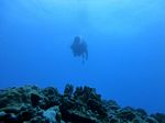 Hawaii Scuba divng 47