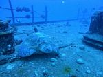 Hawaii Scuba divng 13