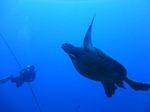 Hawaii Scuba divng 15