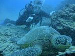 Hawaii Scuba divng 41