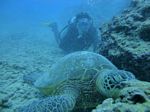 Hawaii Scuba divng 42