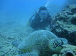 Hawaii Scuba divng 43