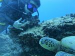 Hawaii Scuba divng 45