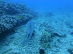 Hawaii Scuba divng 49