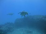 Hawaii Scuba divng 17