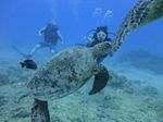 Hawaii Scuba divng 19