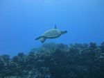 Hawaii Scuba divng 24