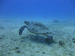 Hawaii Scuba divng 31