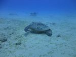 Hawaii Scuba divng 32