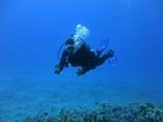 Hawaii Scuba divng 14