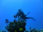 Hawaii Scuba divng 16