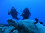 Hawaii Scuba divng 21