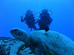 Hawaii Scuba divng 22