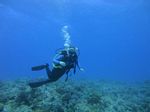 Hawaii Scuba divng 35