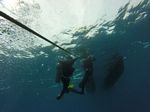 Hawaii Scuba divng 05