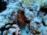 Hawaii Scuba divng 15