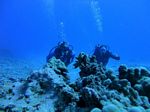 Hawaii Scuba divng 32