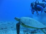 Hawaii Scuba divng 37