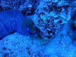 Hawaii Scuba divng 73
