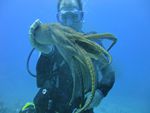 Hawaii Scuba divng 40