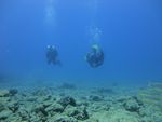 Hawaii Scuba divng 61