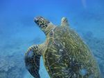 Hawaii Scuba divng 65