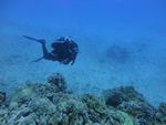 Hawaii Scuba divng 75